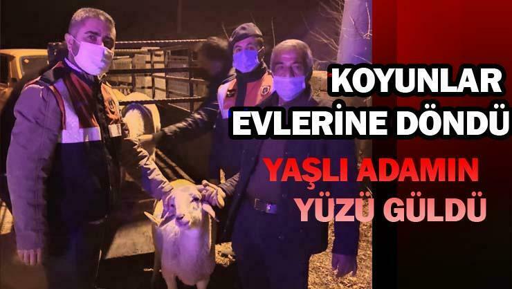 KAÇIRILAN KOYUNLAR BULUNDU
