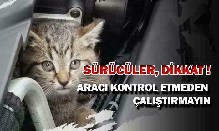 DİKKAT ! İSTEMEDEN BİR CANA KIYABİLİRSİNİZ