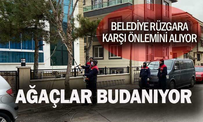Belediye Ekipleri Ağaçları Buduyor