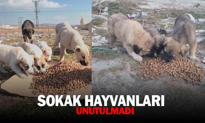 Belediye sokak hayvanlarını unutmadı