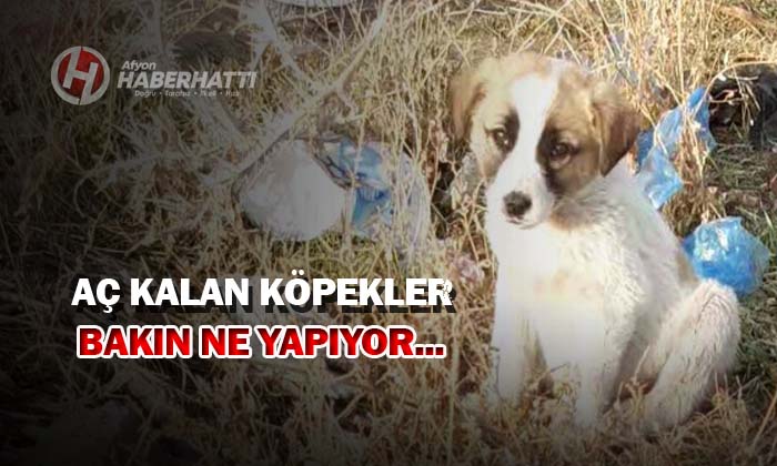KÖPEKLER AÇ KALINCA ÖLEN YAVRULARI YİYOR