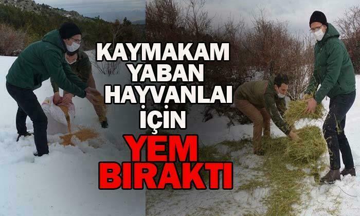 Yaban hayvanlarını yemlediler