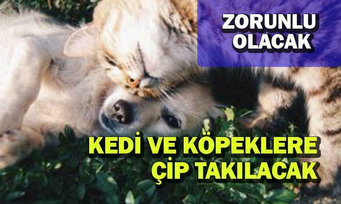 Köpeklerde Bu Yıl, Kedilerde Önümüzdeki Yıl