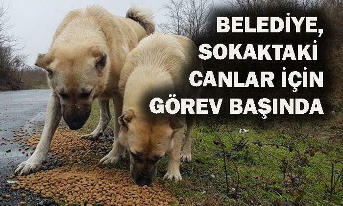 Hayvan Dostlarımız İhmal Edilmiyor