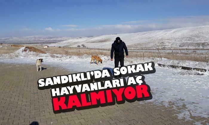 Sandıklı’da sokak hayvanları aç kalmıyor