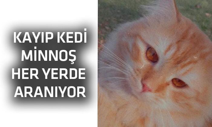 Minnoş Aranıyor