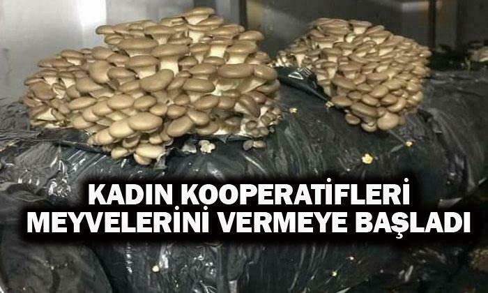 Kadınların Emeği Meyve Verdi