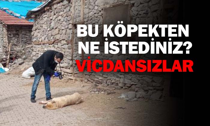 Afyon’da köpeği katlettiler