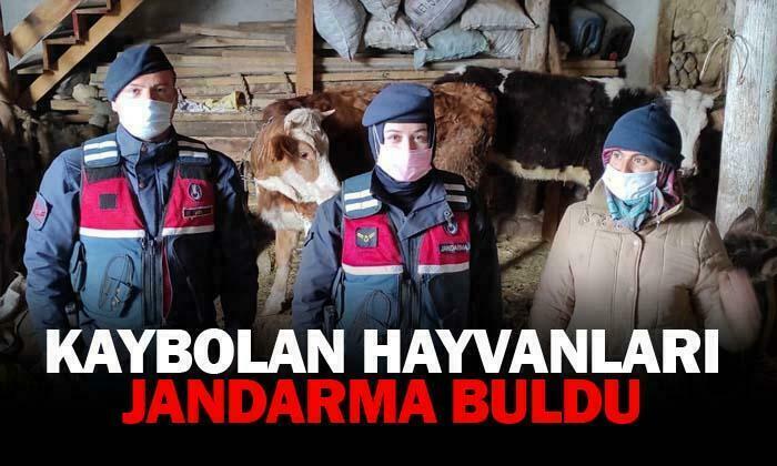 Sandıklı’da kaybolan hayvanları jandarma buldu