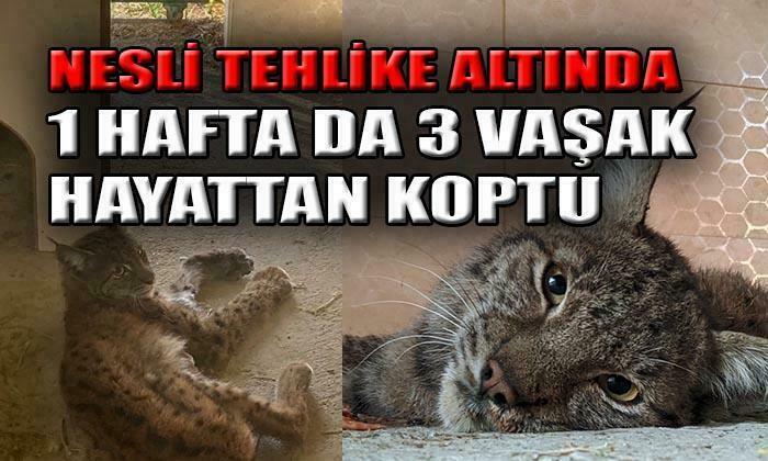 Afyonkarahisar’da bir hafta içerisinde 3 vaşak öldü