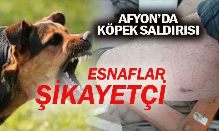 Afyon’da Köpek Saldırısı
