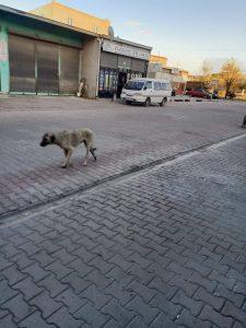 köpek