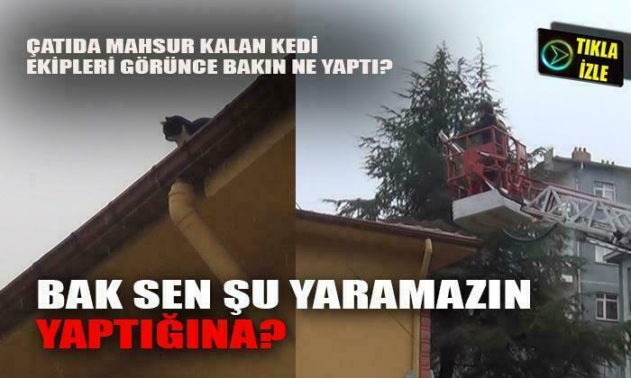 Afyon’da kedi kurtarma operasyonu
