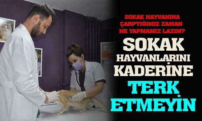 Afyonkarahisar’da sokak hayvanlarını çarptığımız zaman ne yapmamız lazım?