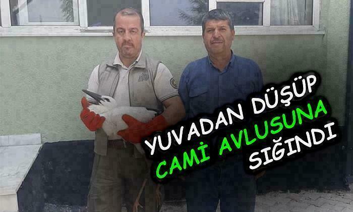 Yuvadan Düşüp Cami Avlusuna Sığındı
