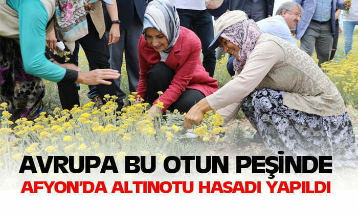 Altınotu bitkisinin hasadı yapıldı