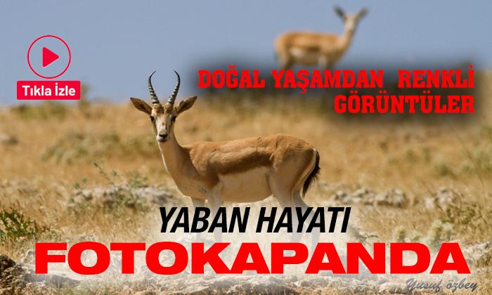 Doğal Yaşamdan Renkli Görüntüler
