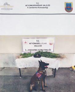 zehir tacirleri