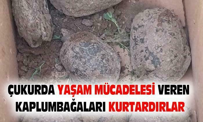 Gölette Sular Çekilince Kaplumbağalar Çukurda Mahsur Kaldı