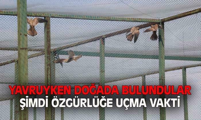 Afyonkarahisar’da 14 kerkenez doğaya salındı