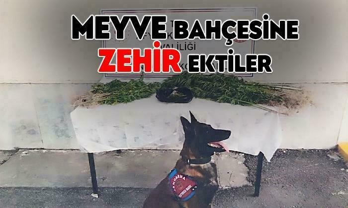Zehir Tacirleri Yakayı Ele Verdi