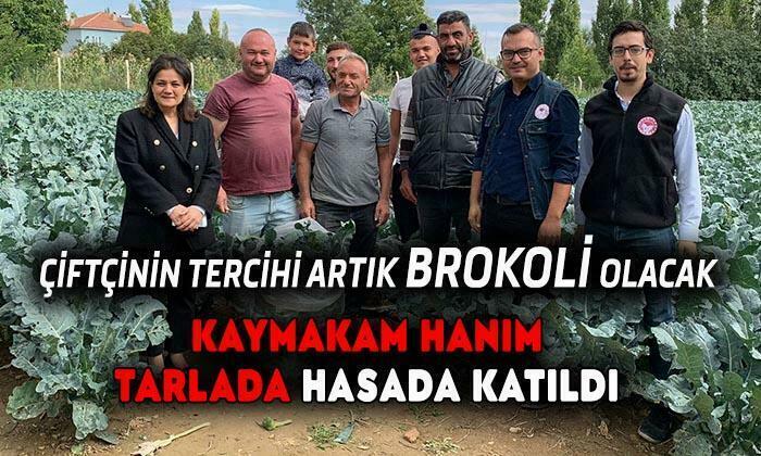 Afyon’da Brokoli Hasadı Başladı