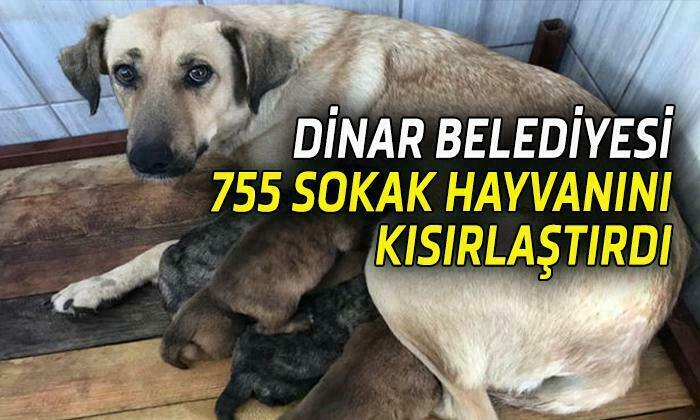 Dinar Belediyesi 755 Sokak Hayvanını Kısırlaştırdı