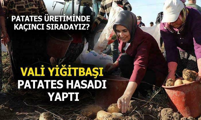 Vali Yiğitbaşı patates hasadı katıldı