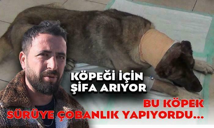 Bu Köpek Sürüye Çobanlık Yapıyordu