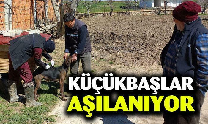 Afyonkarahisar’da aşılama çalışmaları devam ediyor