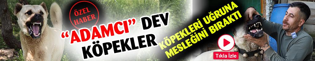 ADAMCI KÖPEKLER