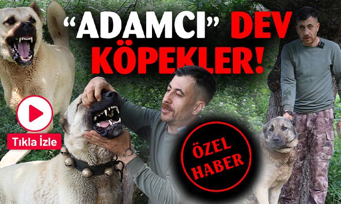 ADAMCI KÖPEKLER