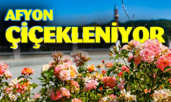 AFYON ÇİÇEKLENİYOR