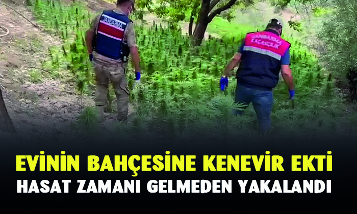 Afyonkarahisar’da evinin bahçesine kenevir eken şahıslar yakalandı