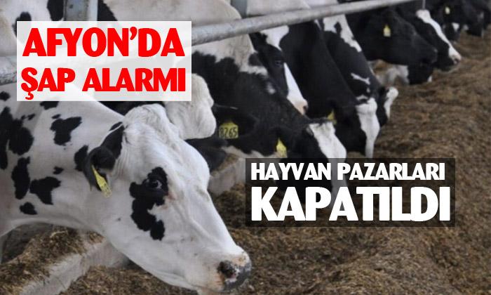 Afyon’da şap alarmı