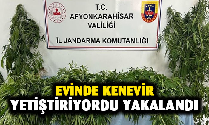 Afyonkarahisar’da evinde kenevir yetiştiren kişi yakalandı