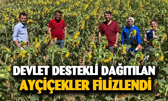 Afyonkarahisar’da ayçiçekler filizlendi