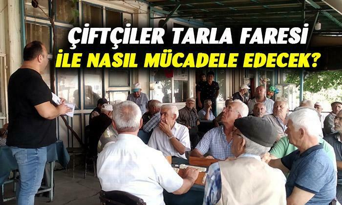 Afyonkarahisar’da çiftçiler tarla faresi ile nasıl mücadele edecek ?