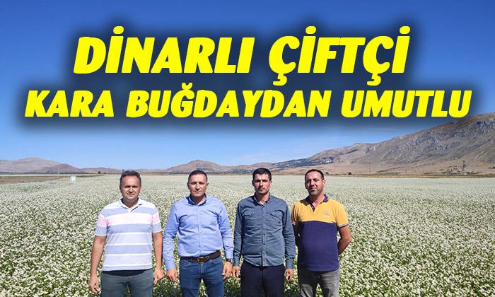 Dinarlı çiftçi kara buğdaydan umutlu