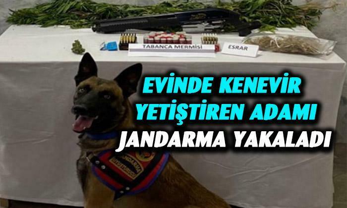 Evinde kenevir yetiştiren adamı jandarma yakalandı