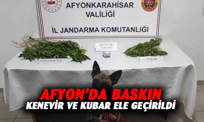 Jandarma Anıtkaya’da esrar baskını yaptı