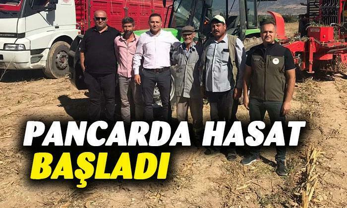 Pancarda hasat başladı
