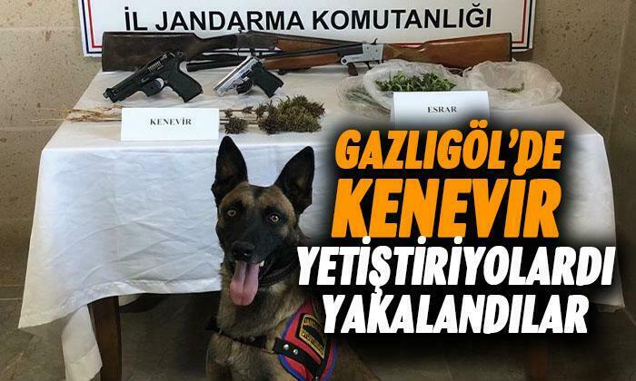 Jandarma kenevir yetiştiricilerini yakaladı