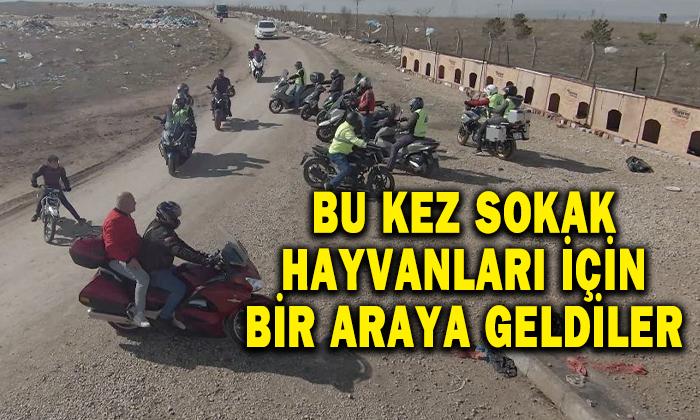 Motosiklet Sevdalıları Bu Kez Sokak Hayvanları İçin Yollara Düştü
