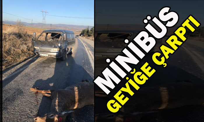 Geyiğe çarpan minibüste 2 kişi yaralandı