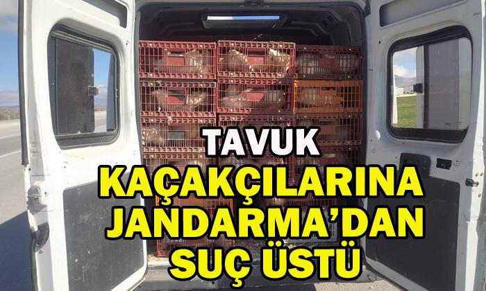 Afyonkarahisar’da kaçak tavuk taşıyan şahsa 29 bin TL ceza