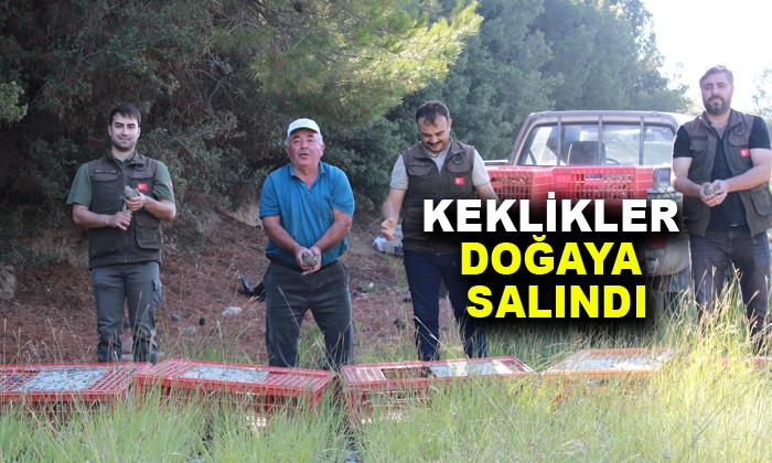 Afyonkarahisar’da keklikler doğaya salındı