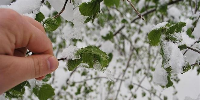 Zirai Don Etkisiyle Tarım Bakanlığı Destek Açıklaması Yaptı