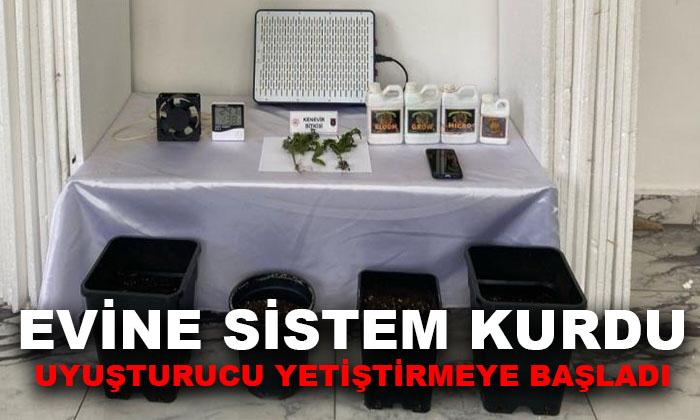 Evine Sera Kurdu, Uyuşturucu Yetiştirdi!