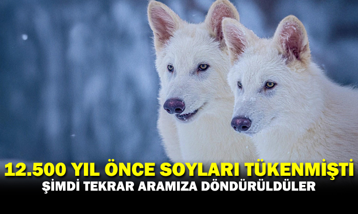 Ulukurtlar tekrar aramızda